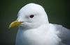 2cy Common Gull (77401 bytes)