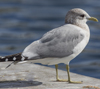 2cy Common Gull (77401 bytes)