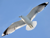 adult Common Gull (63404 bytes)