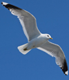 adult Common Gull (63404 bytes)