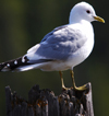 2cy Common Gull (77401 bytes)
