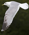 adult Common Gull (63404 bytes)