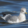2cy Common Gull (77401 bytes)