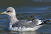 2cy Common Gull (77401 bytes)