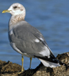 2cy Common Gull (77401 bytes)