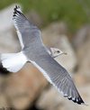 2cy Common Gull (77401 bytes)
