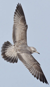 2cy Common Gull (77401 bytes)