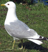 2cy Common Gull (77401 bytes)