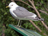 2cy Common Gull (77401 bytes)