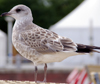 adult Common Gull (63404 bytes)