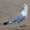 adult Common Gull (63404 bytes)