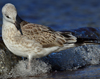 adult Common Gull (63404 bytes)