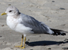 2cy Common Gull (77401 bytes)
