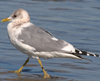 2cy Common Gull (77401 bytes)