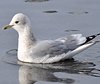 2cy Common Gull (77401 bytes)