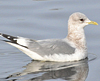 2cy Common Gull (77401 bytes)
