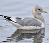 2cy Common Gull (77401 bytes)