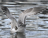 2cy Common Gull (77401 bytes)