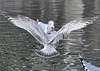2cy Common Gull (77401 bytes)