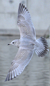 2cy Common Gull (77401 bytes)