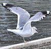2cy Common Gull (77401 bytes)