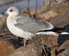 adult Common Gull (63404 bytes)