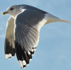 adult Common Gull (63404 bytes)