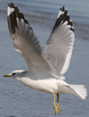 2cy Common Gull (77401 bytes)