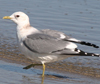 2cy Common Gull (77401 bytes)