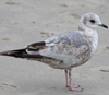 2cy Common Gull (77401 bytes)