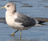 2cy Common Gull (77401 bytes)