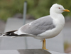 2cy Common Gull (77401 bytes)