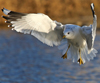 adult Common Gull (63404 bytes)