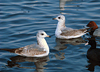 2cy Common Gull (77401 bytes)