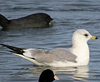 2cy Common Gull (77401 bytes)