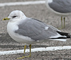 adult Common Gull (63404 bytes)