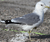 adult Common Gull (63404 bytes)