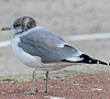 adult Common Gull (63404 bytes)