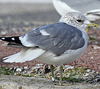 adult Common Gull (63404 bytes)
