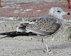 adult Common Gull (63404 bytes)