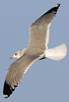 adult Common Gull (40233 bytes)