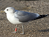 adult Common Gull (63404 bytes)