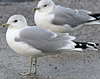 adult Common Gull (63404 bytes)