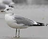 adult Common Gull (63404 bytes)