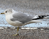 adult Common Gull (63404 bytes)