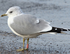 adult Common Gull (63404 bytes)