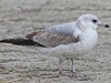 2cy Common Gull (77401 bytes)