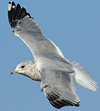2cy Common Gull (77401 bytes)