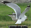 adult canus in May, ringed in the Netherlands. (90916 bytes)