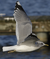 adult Common Gull (40233 bytes)